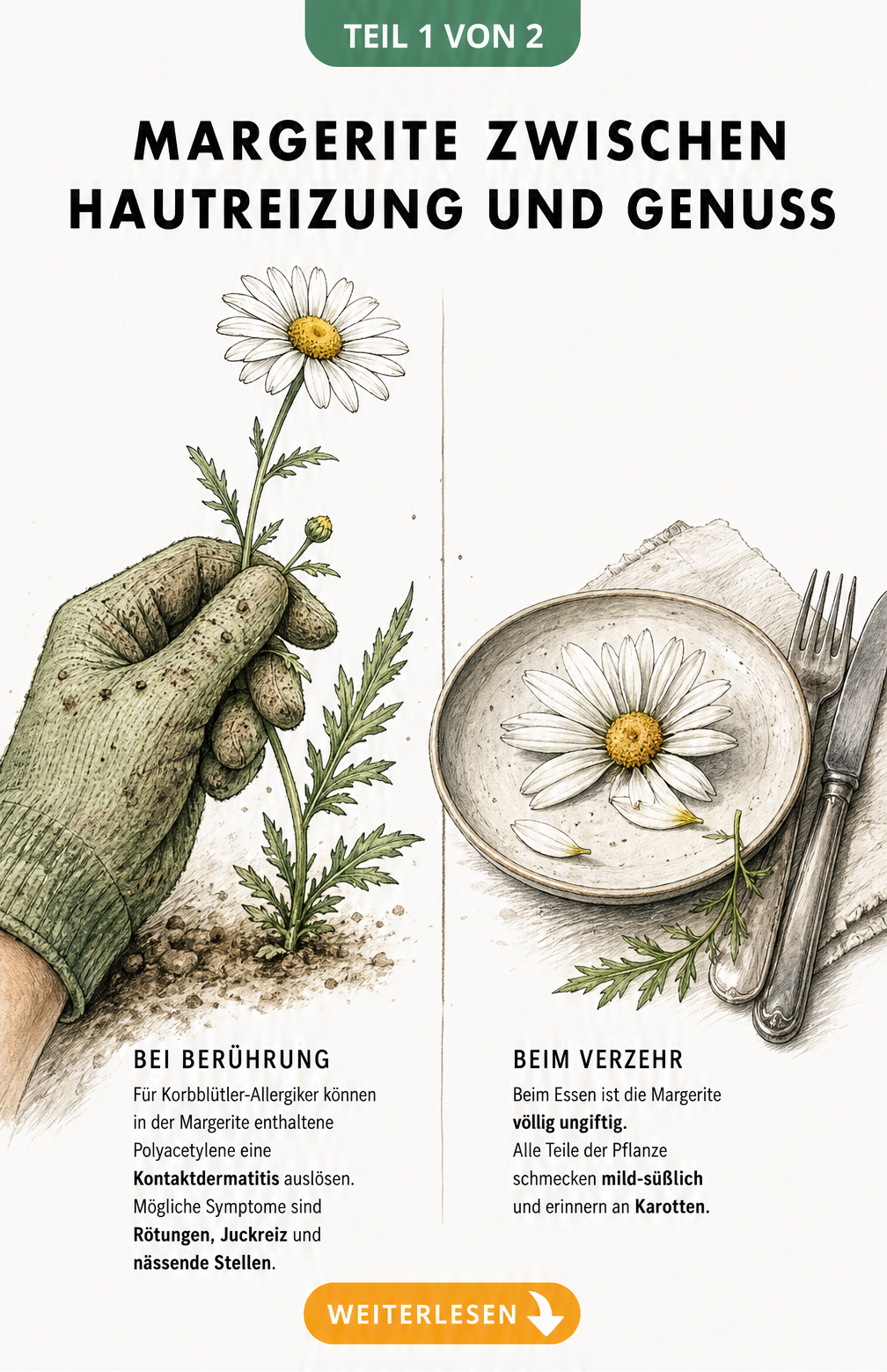 Illustration einer Hand mit Gartenhandschuh, die eine Margerite greift, neben einer Margeritenblüte auf einem Teller