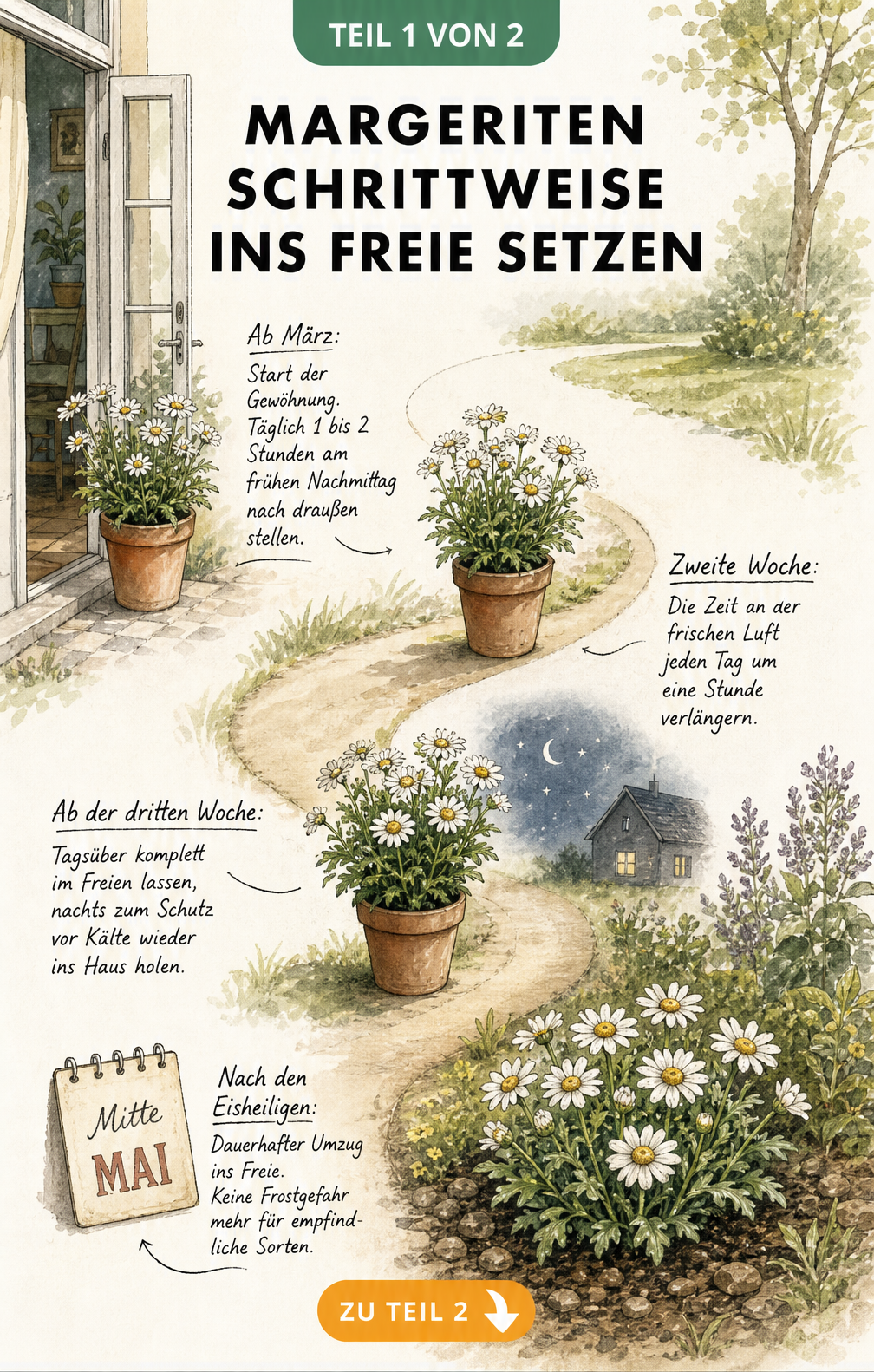 Illustration einer Margerite, die in vier Schritten vom Haus in den Garten gepflanzt wird