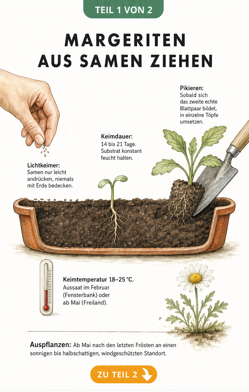 Illustration einer Anzuchtschale mit Margeritensamen, Keimling und Jungpflanze