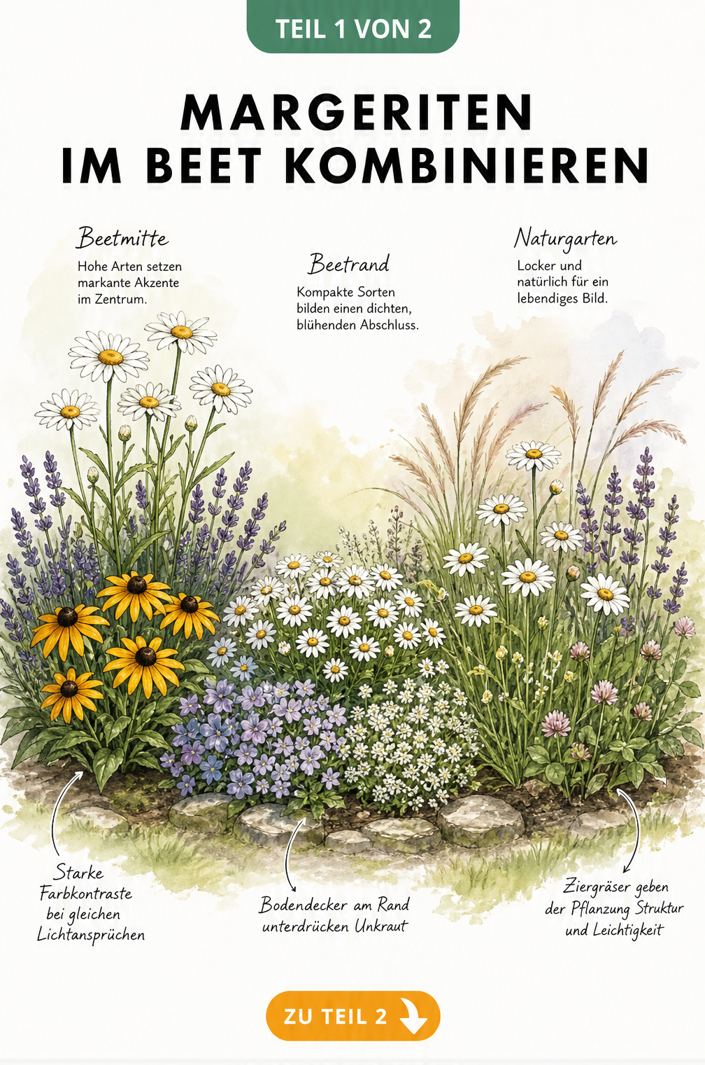 Illustration von Margeriten im Beet kombiniert mit Lavendel, Sonnenhut, Polster-Glockenblumen und Ziergräsern