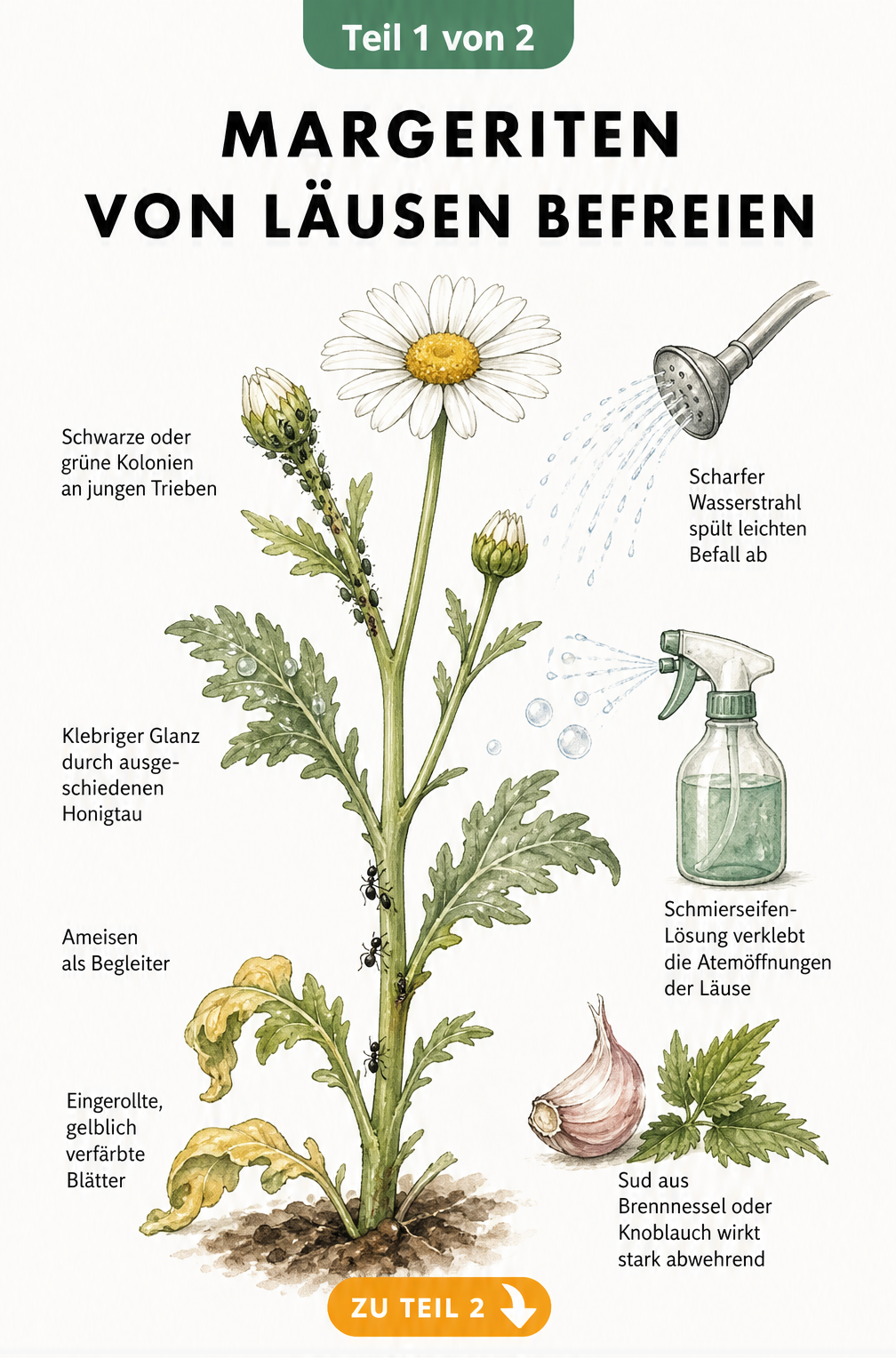 Illustration einer Margerite mit Symptomen von Blattlausbefall wie schwarzen Kolonien, Honigtau und Ameisen