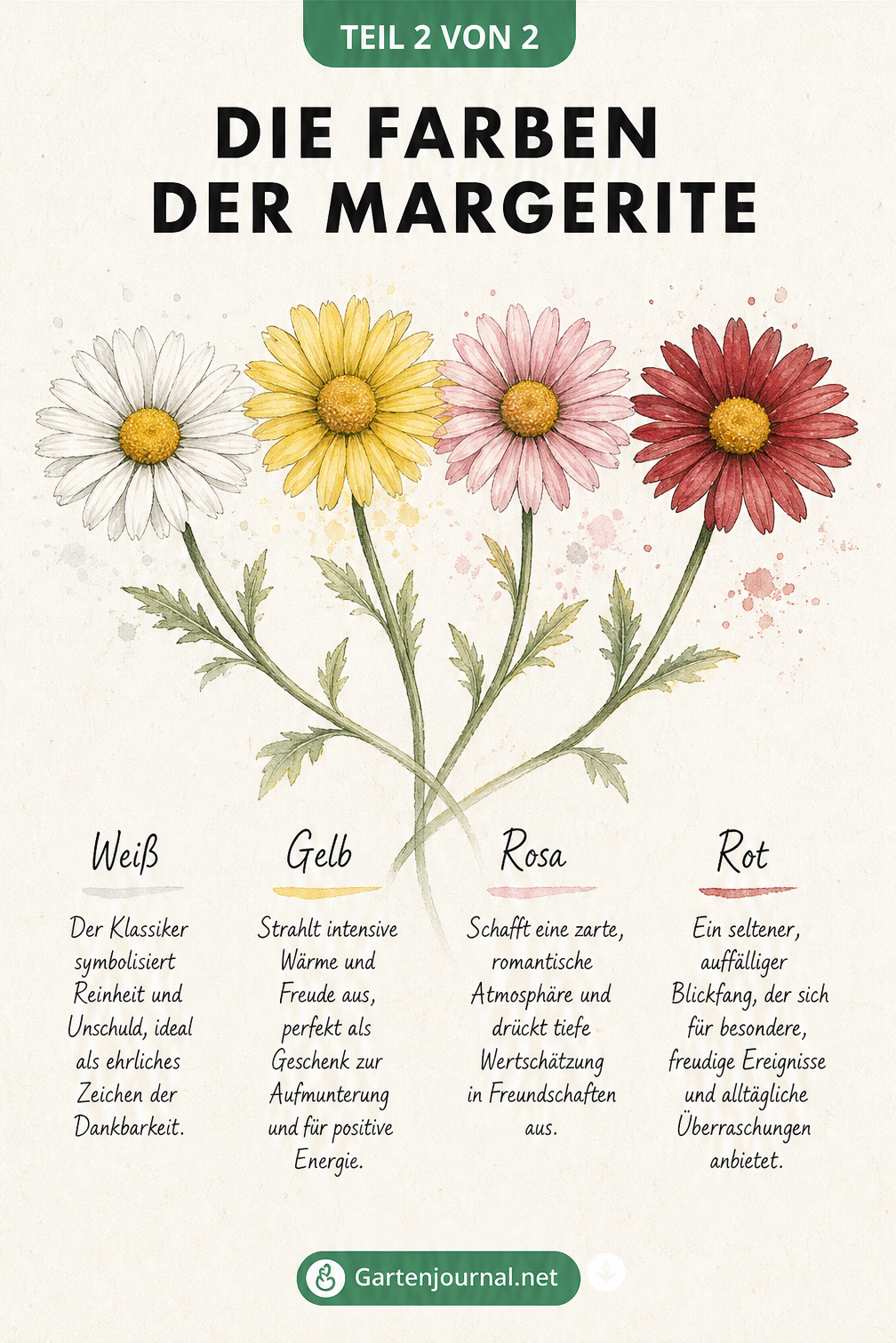 Aquarell-Illustration von vier Margeriten in Weiß, Gelb, Rosa und Rot mit Erklärungen zur Farbsymbolik