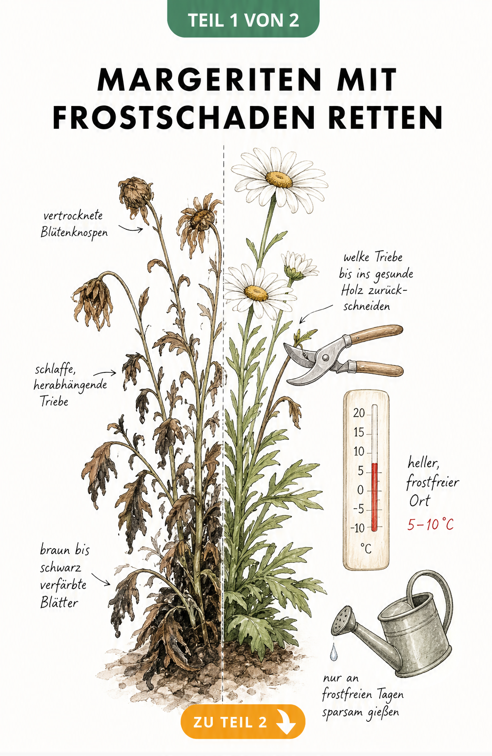 Botanische Illustration einer Margerite, die links Frostschäden wie schlaffe Blätter zeigt und rechts Rettungsmaßnahmen wie Rückschnitt und frostfreie Lagerung.