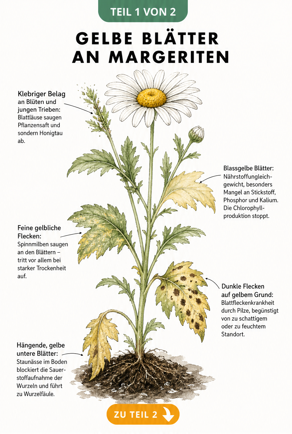 Botanische Illustration einer Margerite mit Schadbildern wie gelben Blättern, Blattläusen, Spinnmilben und Wurzelfäule