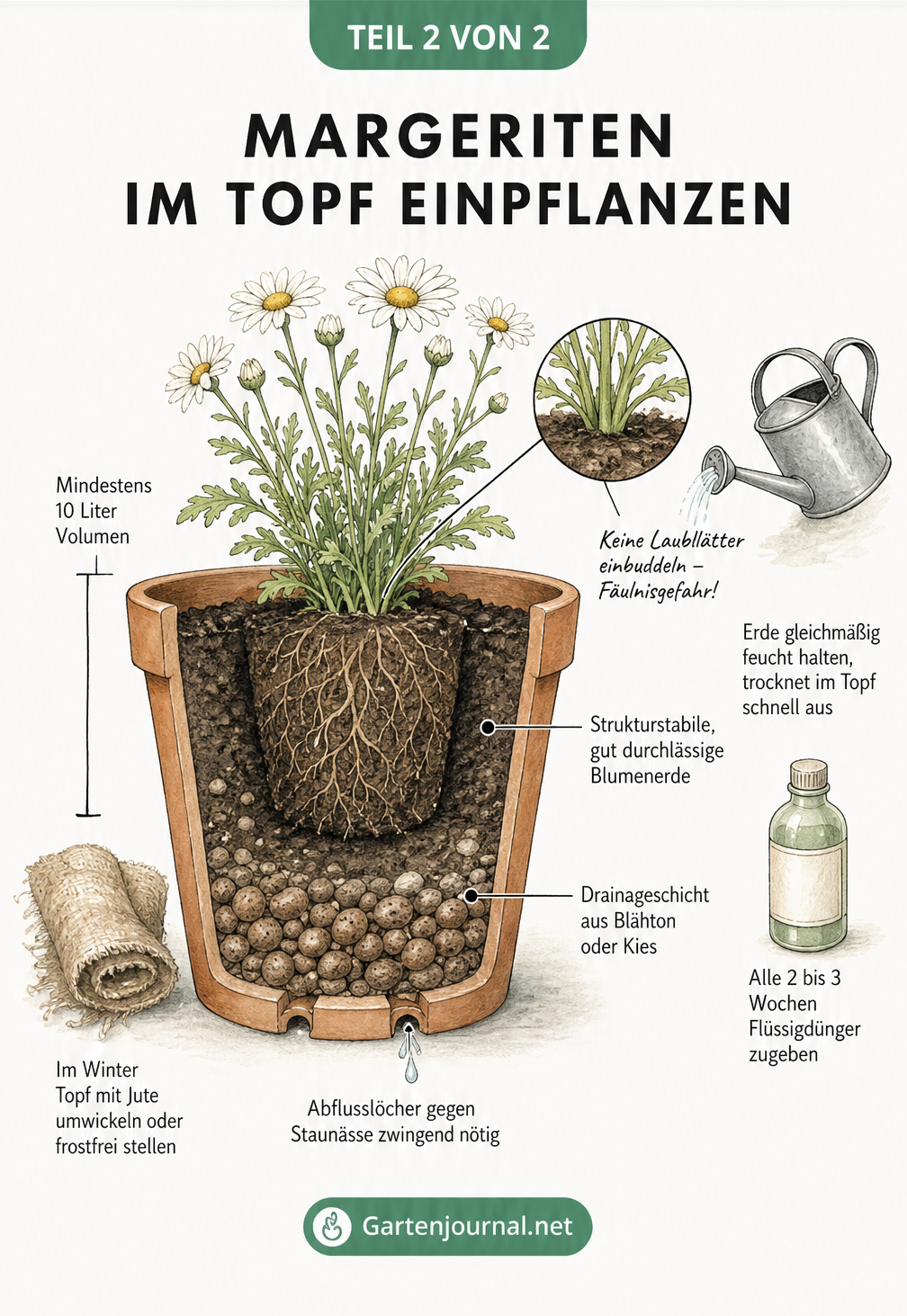 Querschnitt eines Terrakotta-Topfes mit einer Margerite, der die Drainageschicht, Blumenerde und Abflusslöcher zeigt.