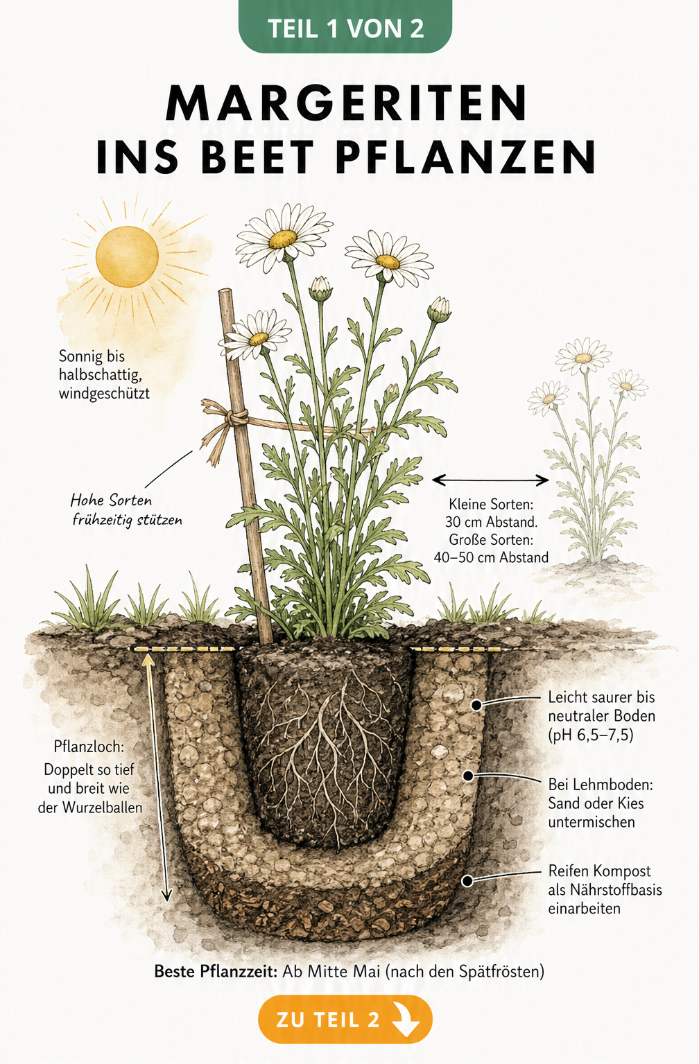 Querschnitt eines Gartenbeets mit einer Margerite, die zur Hälfte eingepflanzt ist, inklusive Pflanzabstand und Bodenbeschaffenheit.