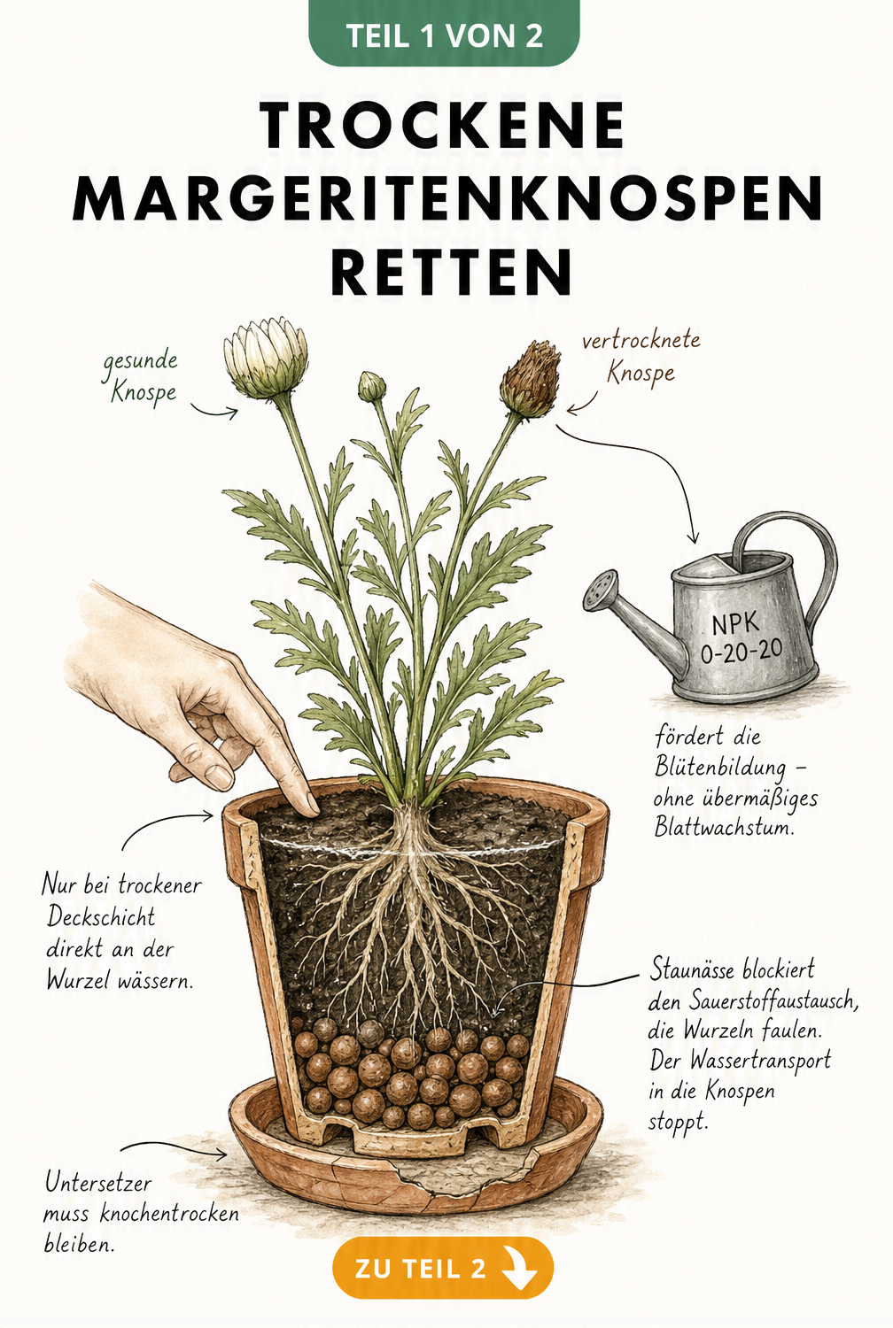 Botanische Illustration einer Margerite im Querschnitt, die gesunde und vertrocknete Knospen sowie die richtige Bewässerung und Drainage zeigt.