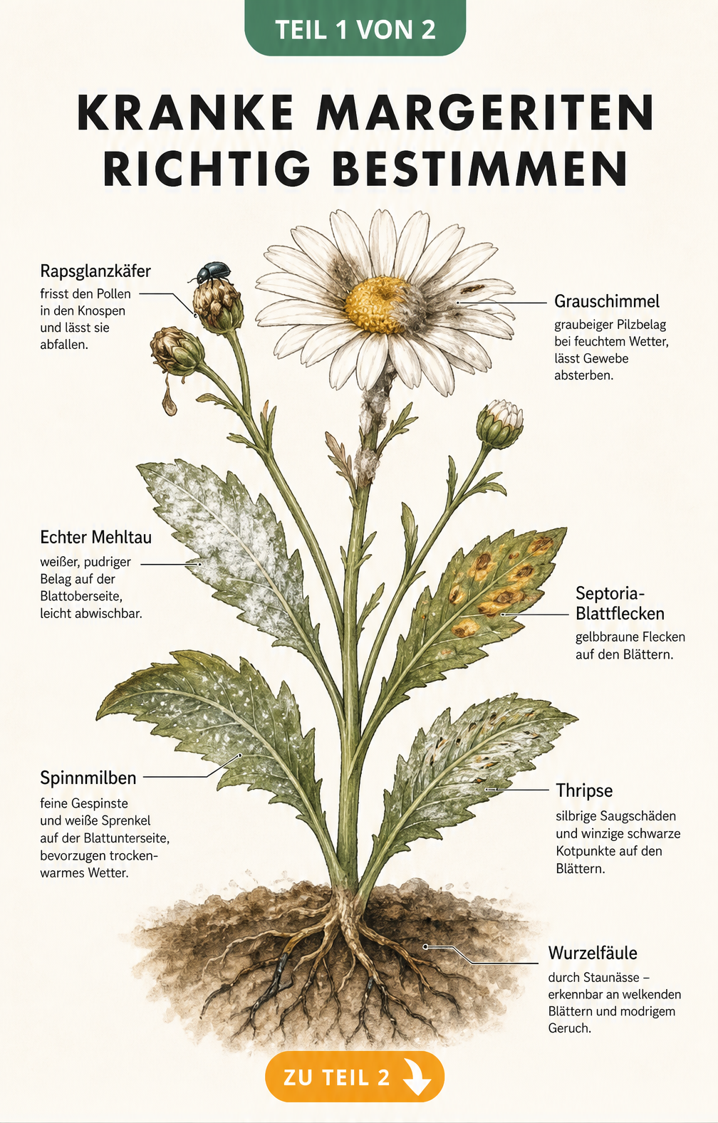Botanische Illustration einer Margerite mit Schadbildern von Rapsglanzkäfer, Grauschimmel, Echtem Mehltau, Septoria, Spinnmilben, Thripsen und Wurzelfäule