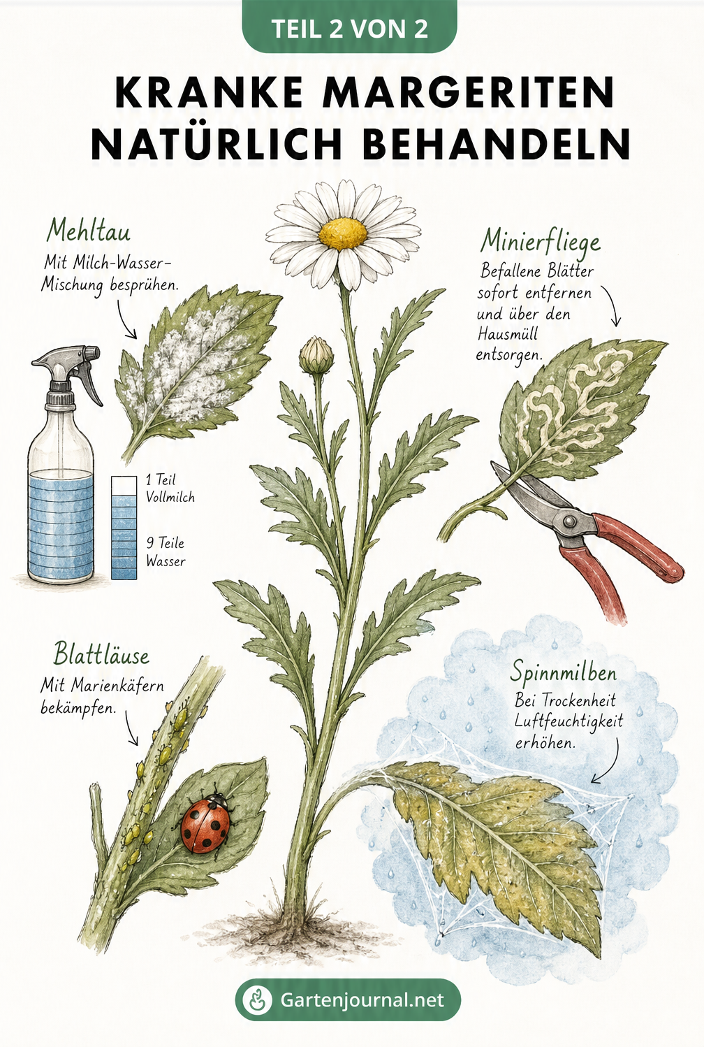 Detailreiche Skizze eines Margeritenstängels mit Schadbildern von Mehltau, Minierfliege, Blattläusen und Spinnmilben sowie natürlichen Behandlungsmethoden.