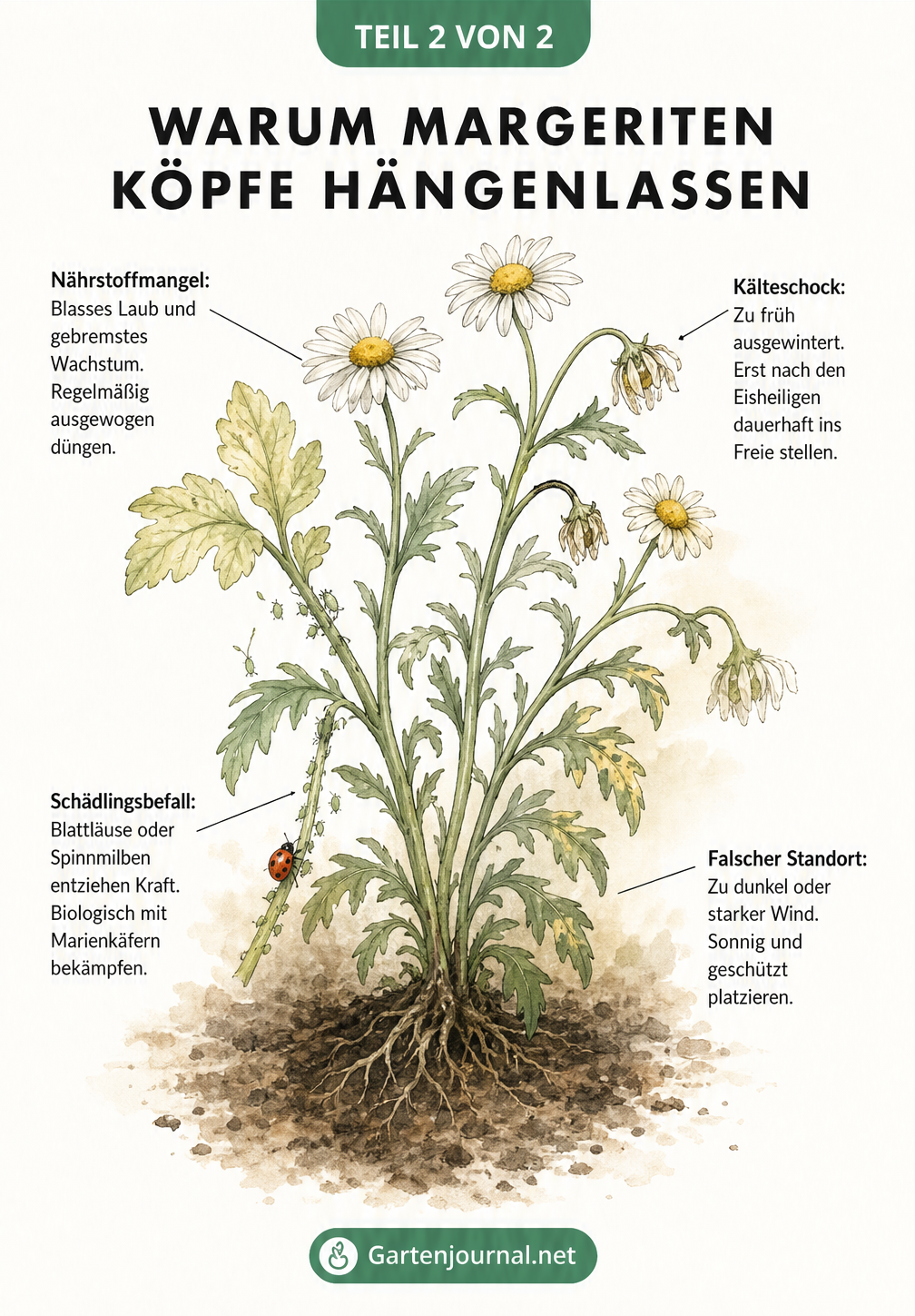 Botanische Zeichnung einer Margerite mit Hinweisen auf Nährstoffmangel, Kälteschock, Schädlingsbefall und falschen Standort.