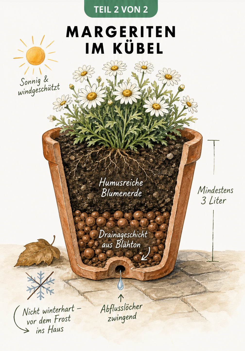 Querschnitt eines bepflanzten Terrakotta-Topfes mit einer Margerite, der Drainageschicht, Abflussloch und Hinweisen zur Überwinterung zeigt.