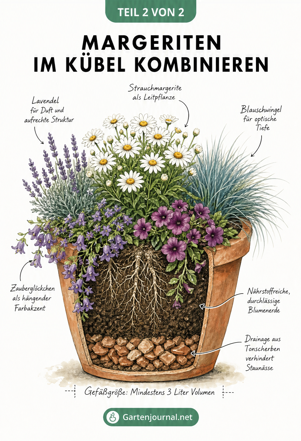 Illustration einer Strauchmargerite im Kübel kombiniert mit Lavendel, Blauschwingel und Zauberglöckchen