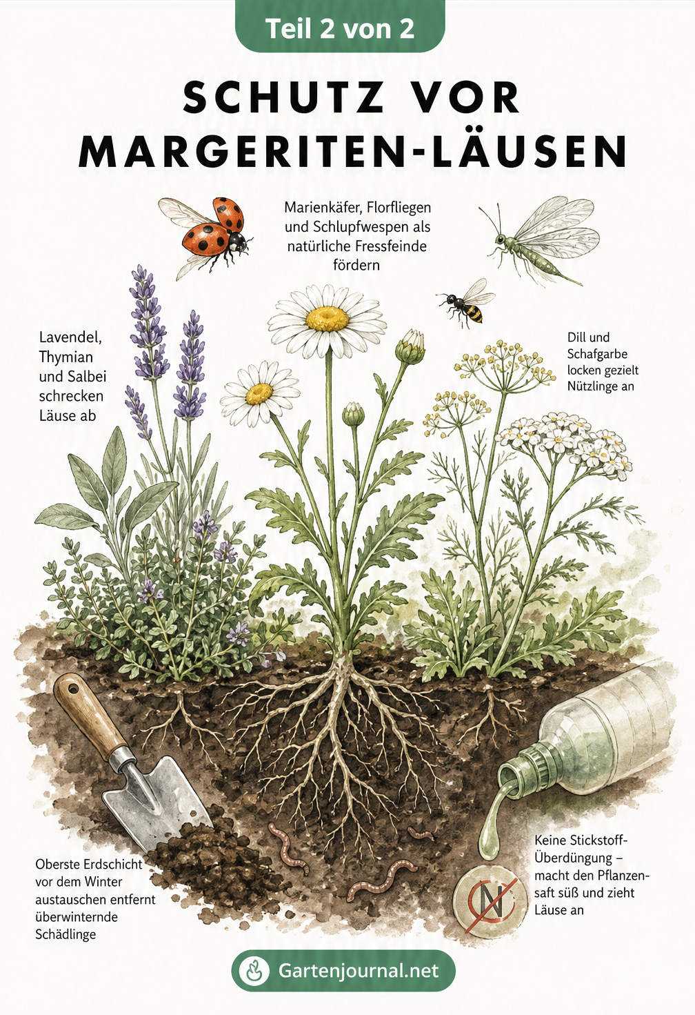 Querschnitt eines Beetes mit einer gesunden Margerite, Nützlingen wie Marienkäfern und Begleitpflanzen wie Lavendel