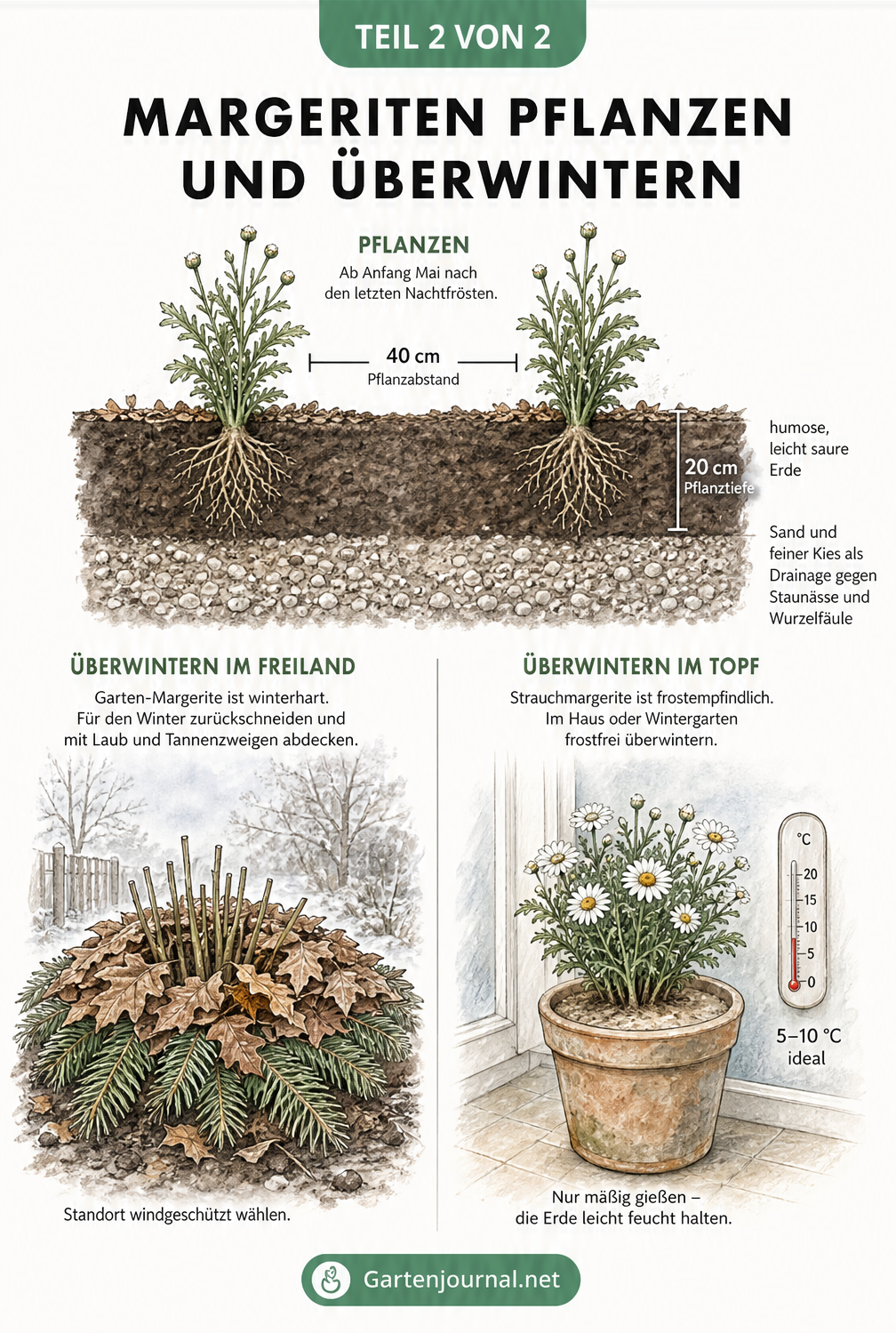 Querschnitt einer Margeritenpflanzung im Beet und Darstellung der Überwinterung im Freiland und Topf