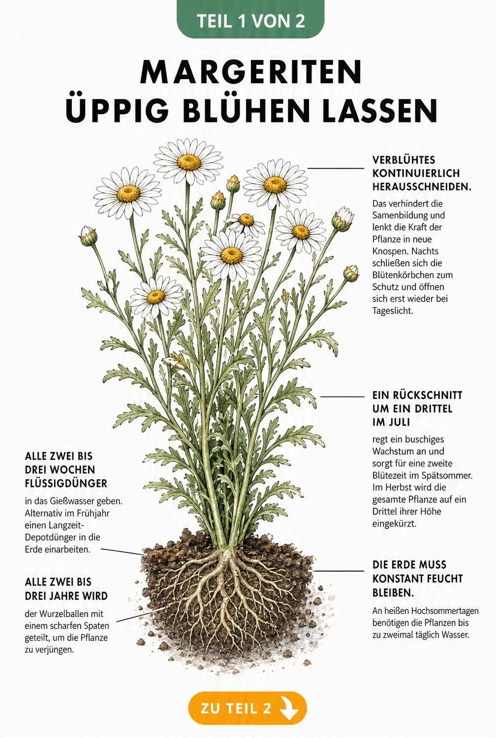 Botanische Illustration einer Margeritenstaude mit Pflegetipps zu Rückschnitt, Gießen und Düngen
