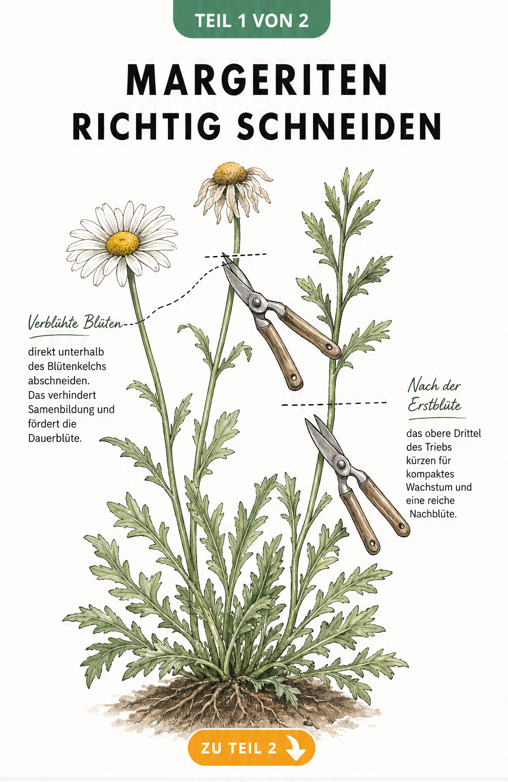 Botanische Illustration einer Margeritenstaude mit Schnittpunkten für verblühte Blüten und Rückschnitt