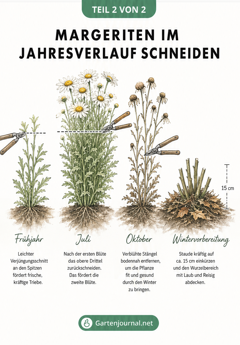 Illustration von Margeriten im Jahresverlauf mit Schnittlinien für Frühjahr, Sommer, Herbst und Winter