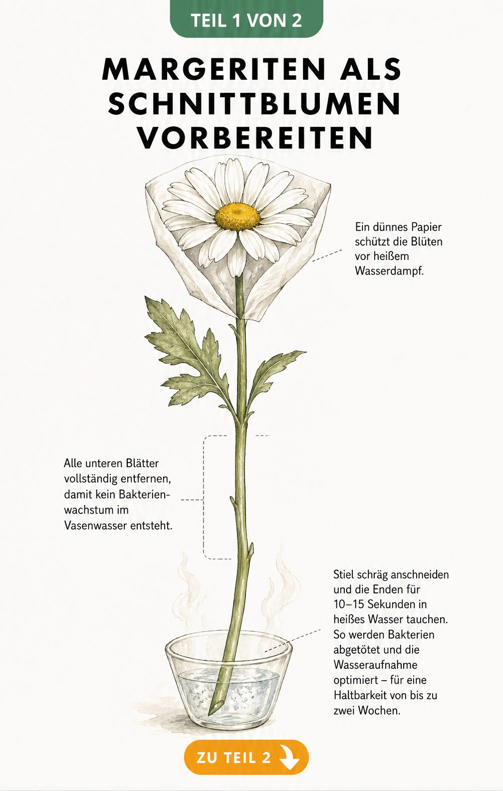 Botanische Illustration einer Margerite, die zeigt, wie man die Stiele schräg anschneidet, Blätter entfernt und die Enden in heißes Wasser taucht.