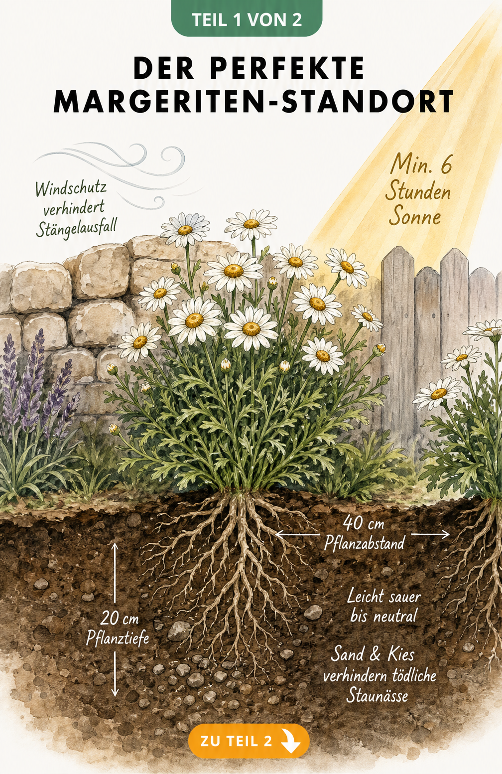 Querschnitt eines Gartenbeets mit einer blühenden Margerite, die an einer Mauer wächst, mit Angaben zu Pflanzabstand, Pflanztiefe und Bodenbeschaffenheit.