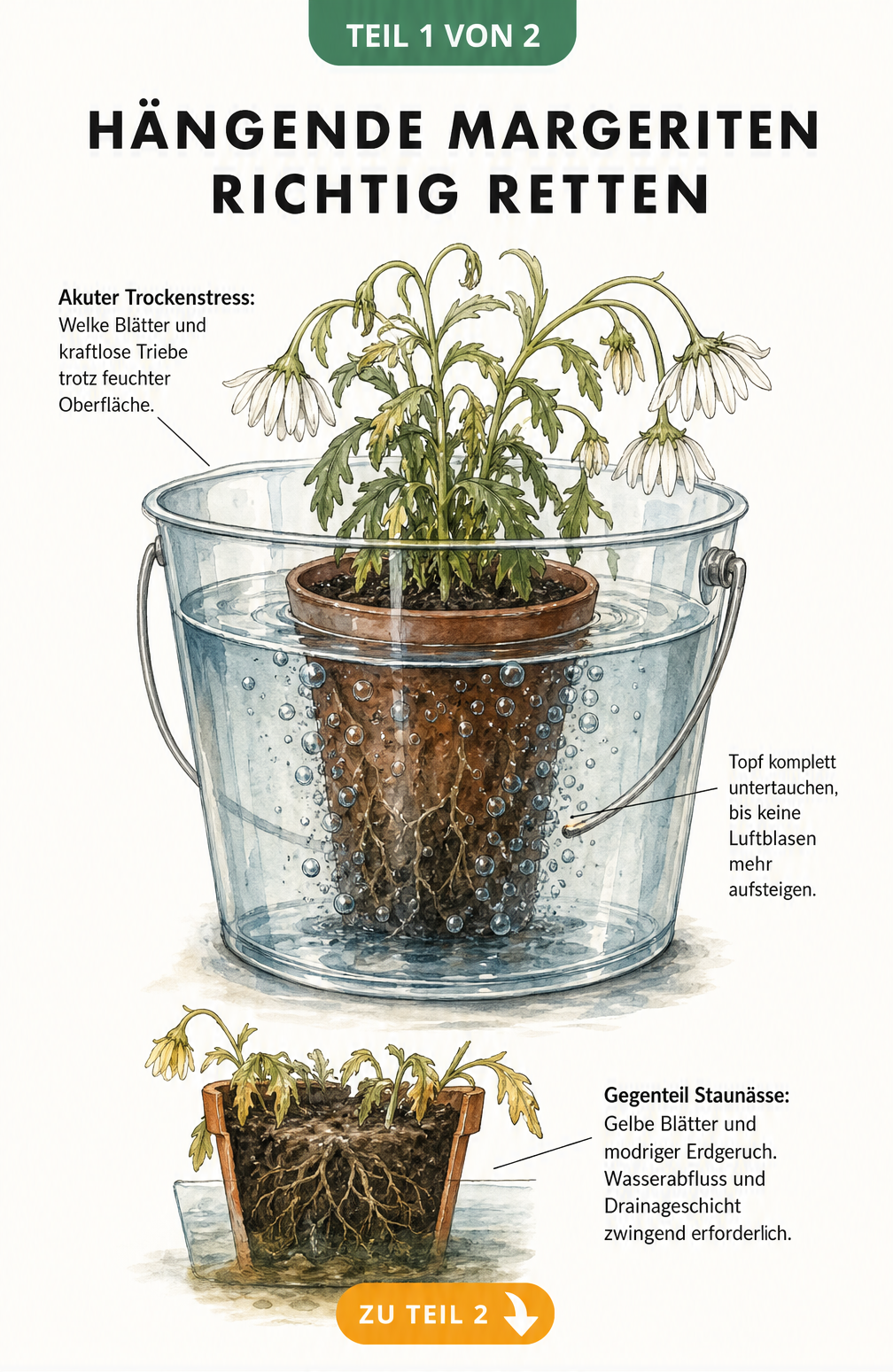 Illustration eines Pflanztopfs mit einer hängenden Margerite, der in einen Wassereimer getaucht wird, bis keine Luftblasen mehr aufsteigen.