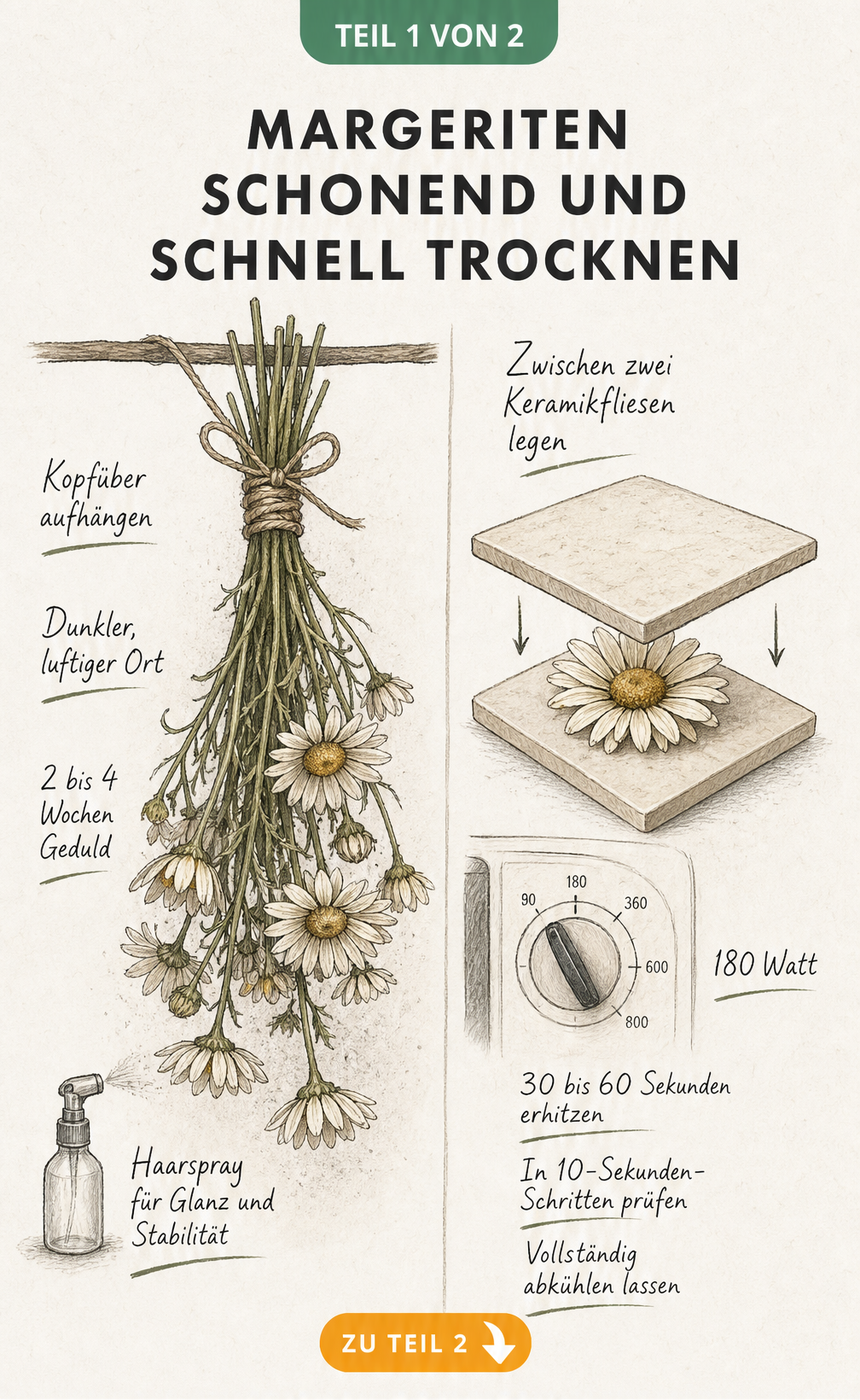 Botanische Illustration zur Lufttrocknung und Mikrowellentrocknung von Margeriten