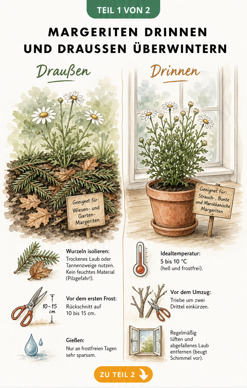Illustration zur Überwinterung von Margeriten draußen im Beet und drinnen im Topf mit Pflegetipps