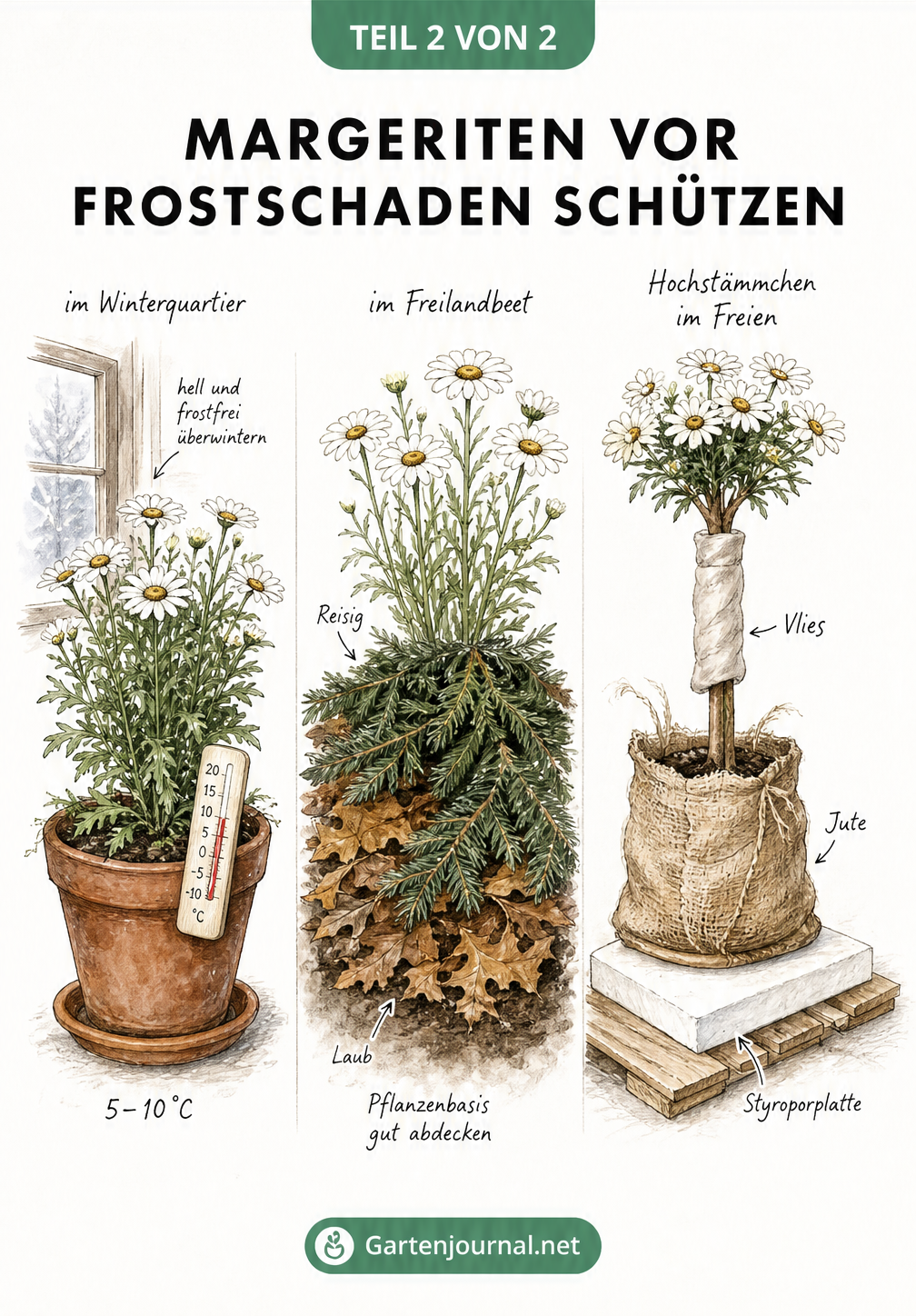 Illustration von drei Überwinterungsszenarien für Margeriten: im Kübel am Fenster, als winterharte Sorte im Beet mit Tannenzweigen und als Hochstämmchen mit...