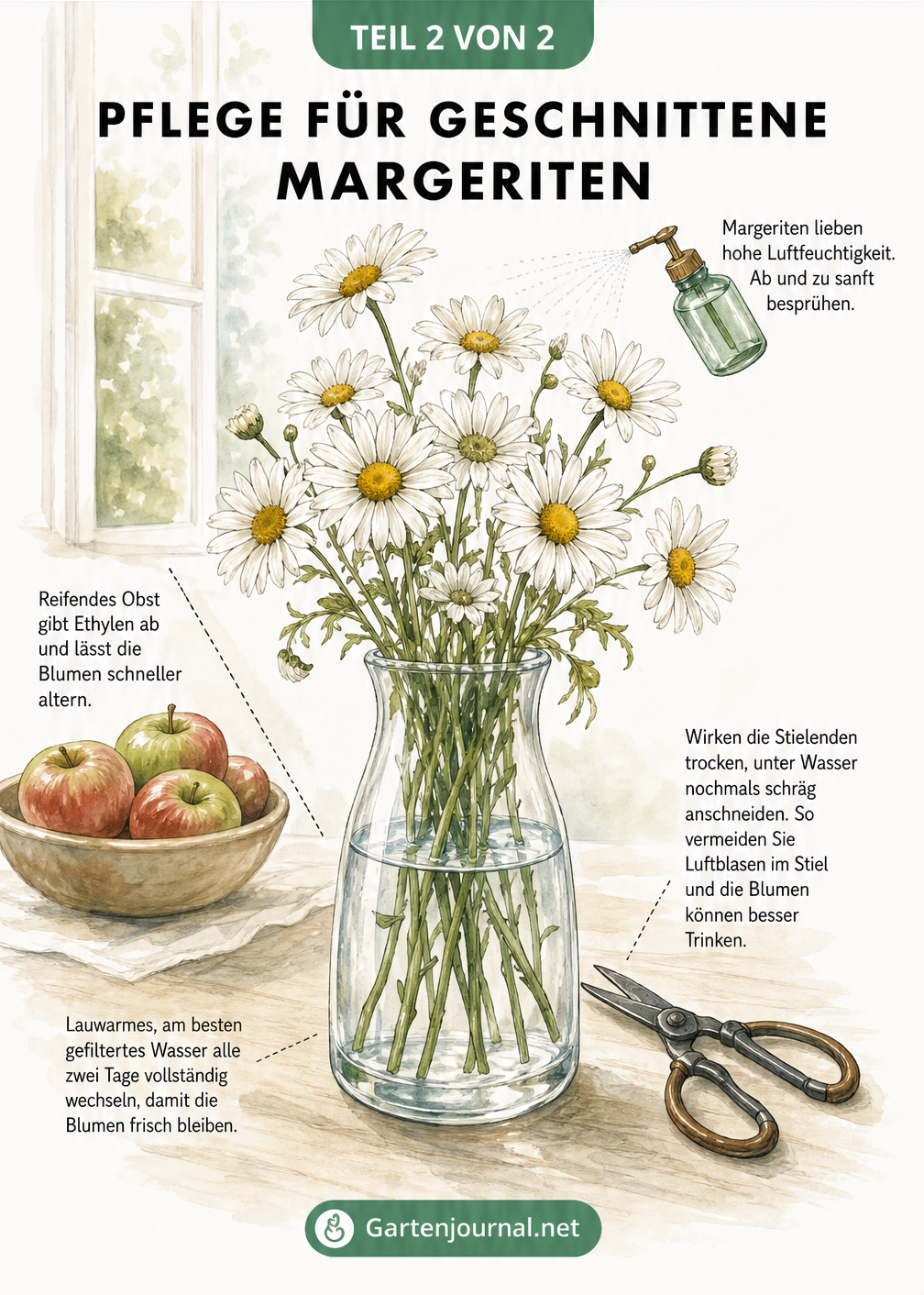 Illustration einer Vase mit Margeriten neben einer Obstschale, die den idealen Standort und die Pflege wie Wasserwechsel und Besprühen zeigt.