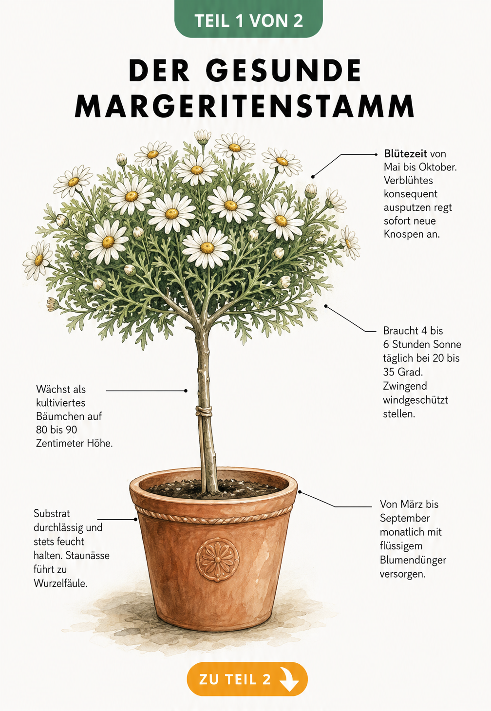 Illustration einer blühenden Strauchmargerite im Terrakotta-Kübel mit Pflegehinweisen zu Standort, Gießen und Düngen