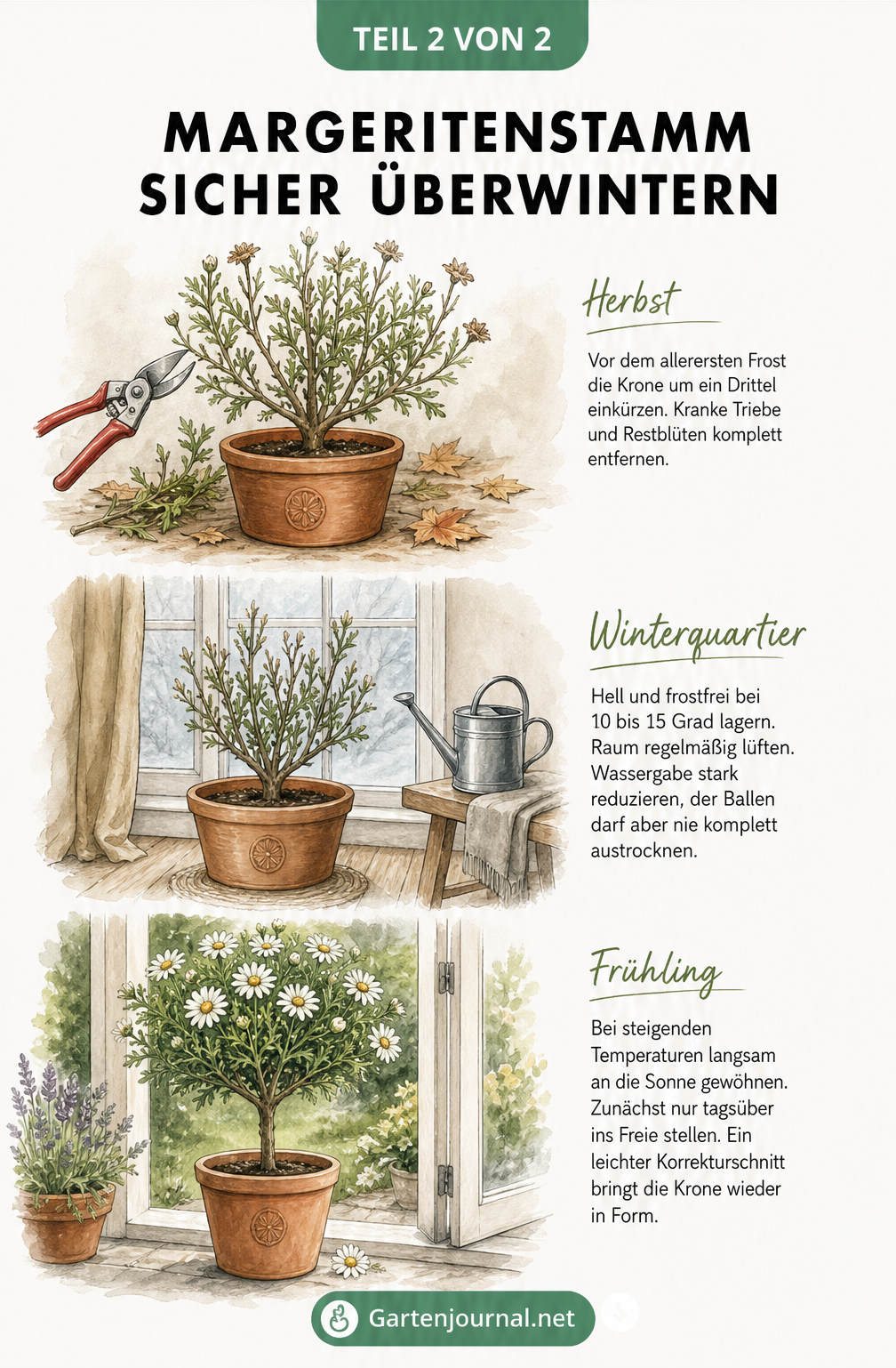 Illustration in drei Schritten zur Überwinterung eines Margeritenstamms: Rückschnitt, Winterquartier und Frühlingserwachen