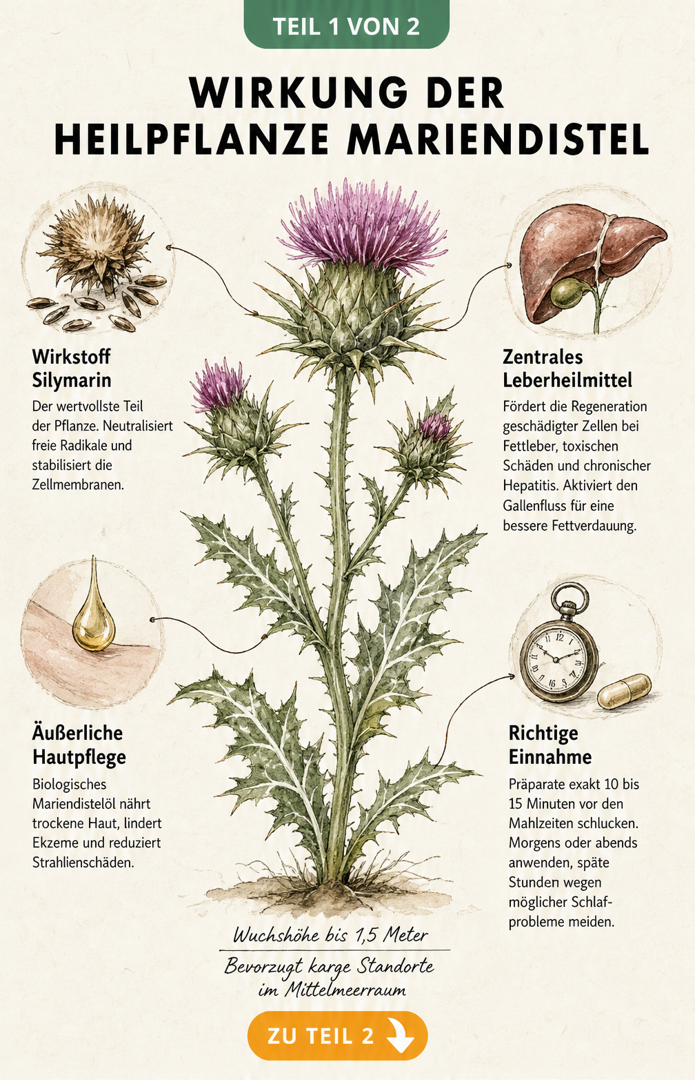 Botanische Illustration der Mariendistel mit Details zur Wirkung auf Leber und Haut