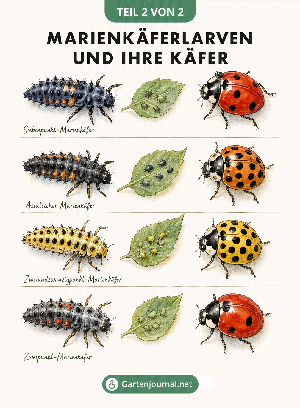 Aquarell-Illustration verschiedener Marienkäferarten und ihrer jeweiligen Larven