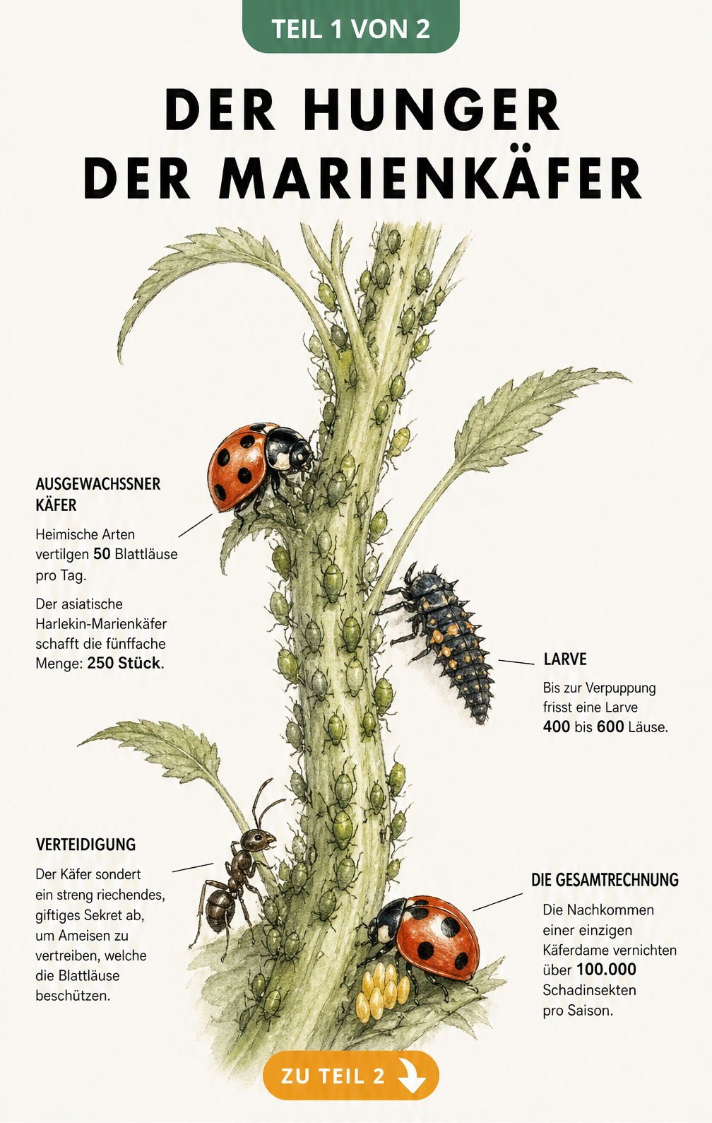 Illustration eines Marienkäfers und seiner Larve auf einem Pflanzenstängel mit Blattläusen, die den enormen Appetit der Insekten zeigt.