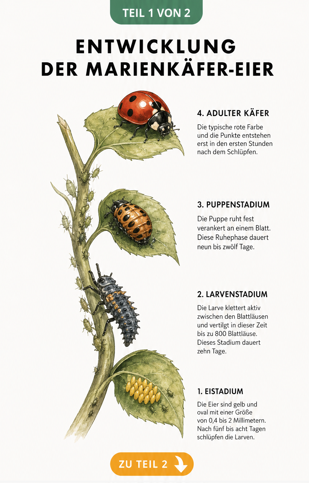 Botanische Illustration der vier Lebensstadien eines Marienkäfers am Pflanzenstängel