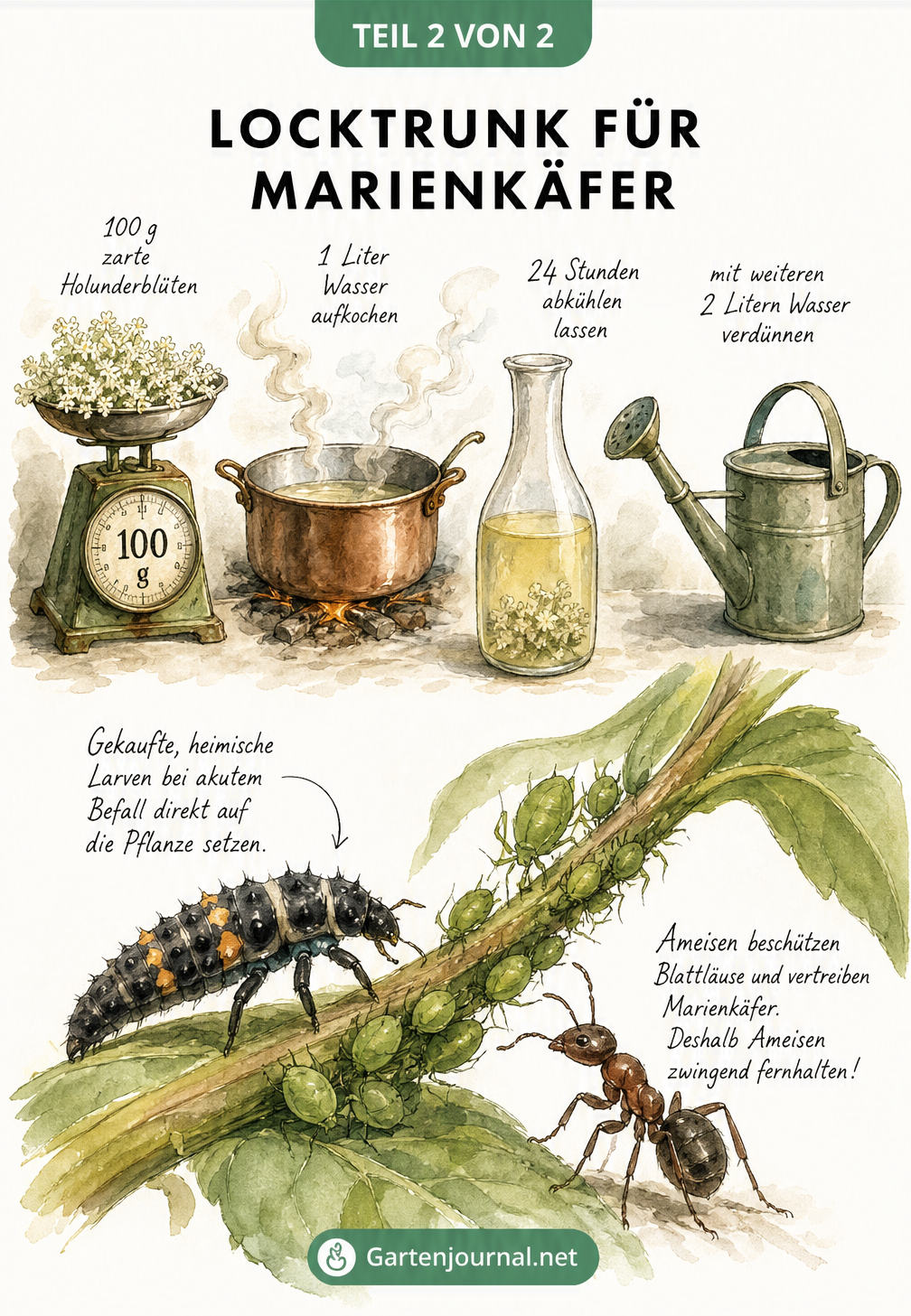 Aquarell-Illustration zur Herstellung eines Locktrunks aus Holunderblüten für Marienkäfer und Makro-Ansicht einer Marienkäferlarve bei der Blattlausjagd