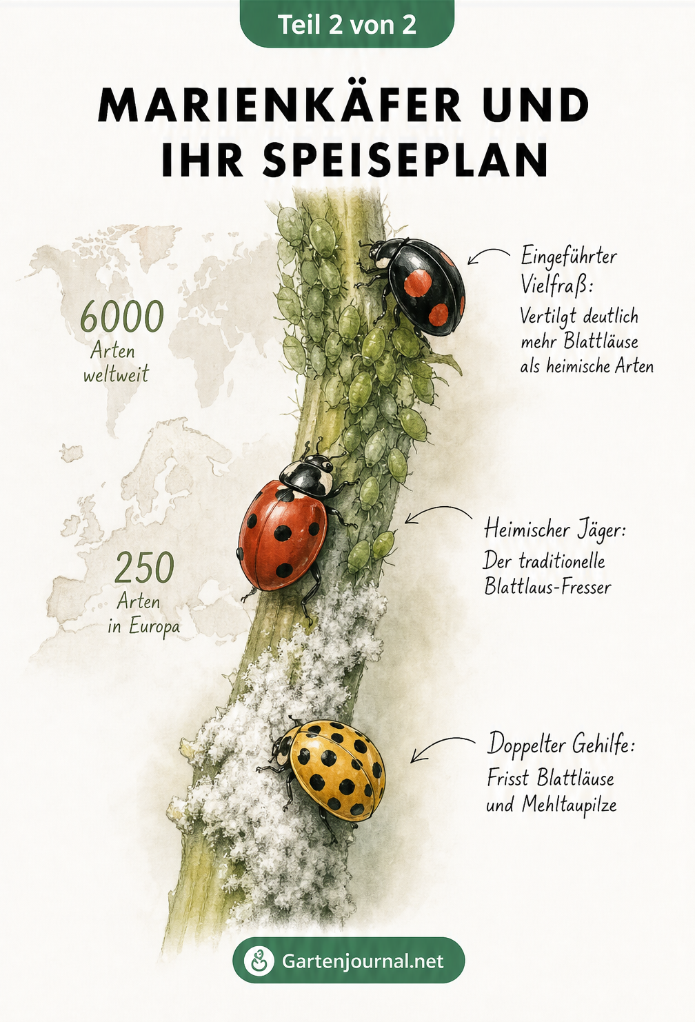 Drei Marienkäfer-Arten auf einem Pflanzenstängel fressen Blattläuse und Mehltau