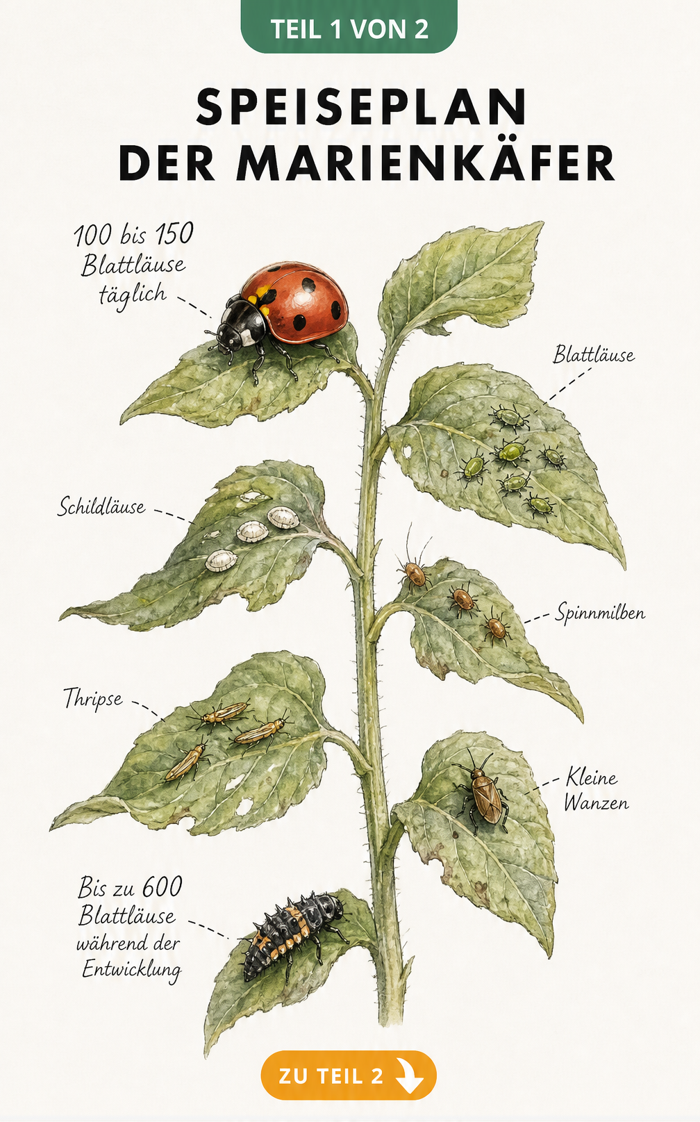 Botanische Illustration eines Pflanzenstängels mit Marienkäfer und Larve, die Blattläuse, Schildläuse und Spinnmilben fressen