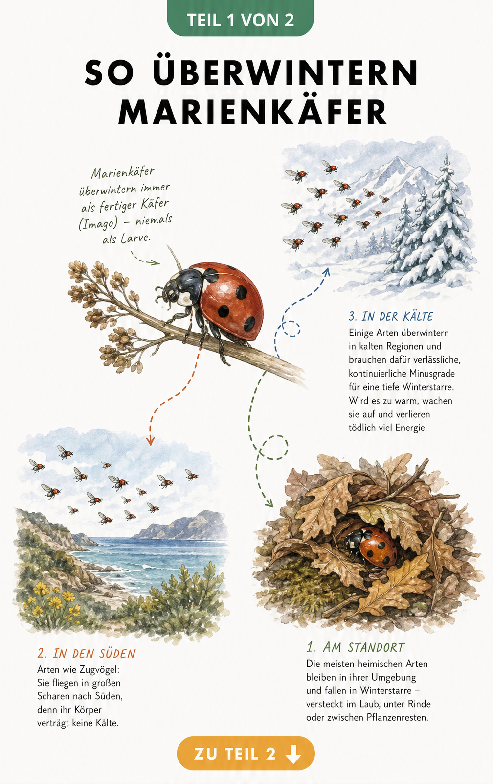 Illustration der drei Überwinterungsstrategien von Marienkäfern: Winterstarre im Laub, Flug in den warmen Süden und Flug in eisige Regionen.