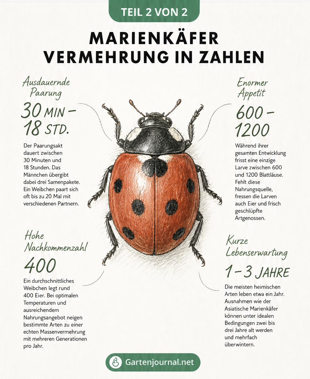 Detaillierte Zeichnung eines Marienkäfers mit Fakten zu Paarungsdauer, Appetit der Larven, Nachkommenzahl und Lebenserwartung.