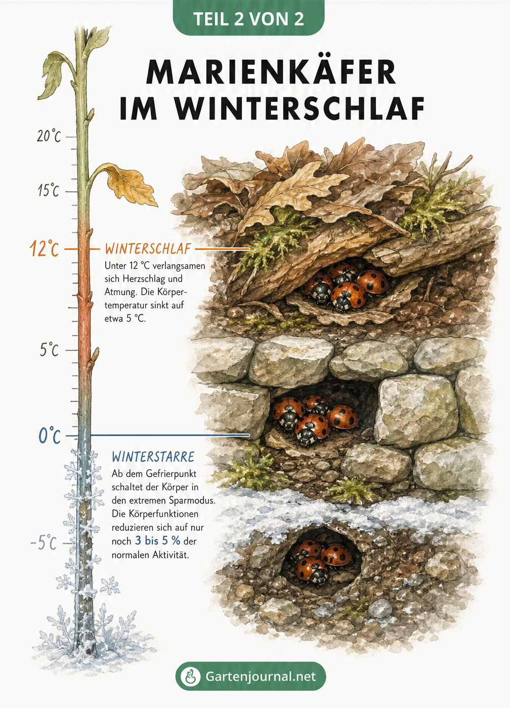 Schnittzeichnung eines Gartenbodens mit Marienkäfern im Laub und einer Temperaturskala, die Winterschlaf und Winterstarre erklärt.