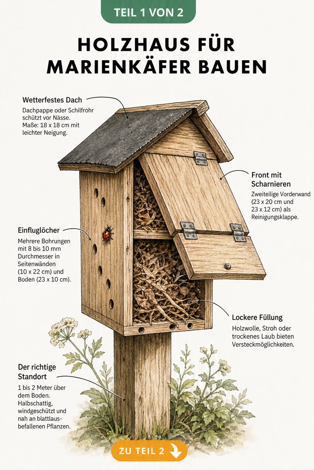 Illustration eines Marienkäferhauses aus Holz mit aufklappbarer Front, Einfluglöchern und Füllung aus Holzwolle