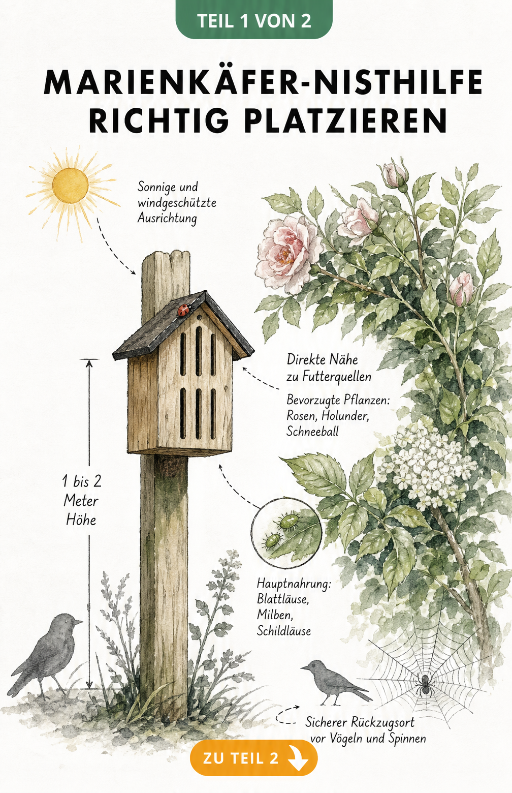 Aquarell-Illustration eines Marienkäferhauses an einem Holzpfahl neben einem Rosenstrauch mit Blattläusen