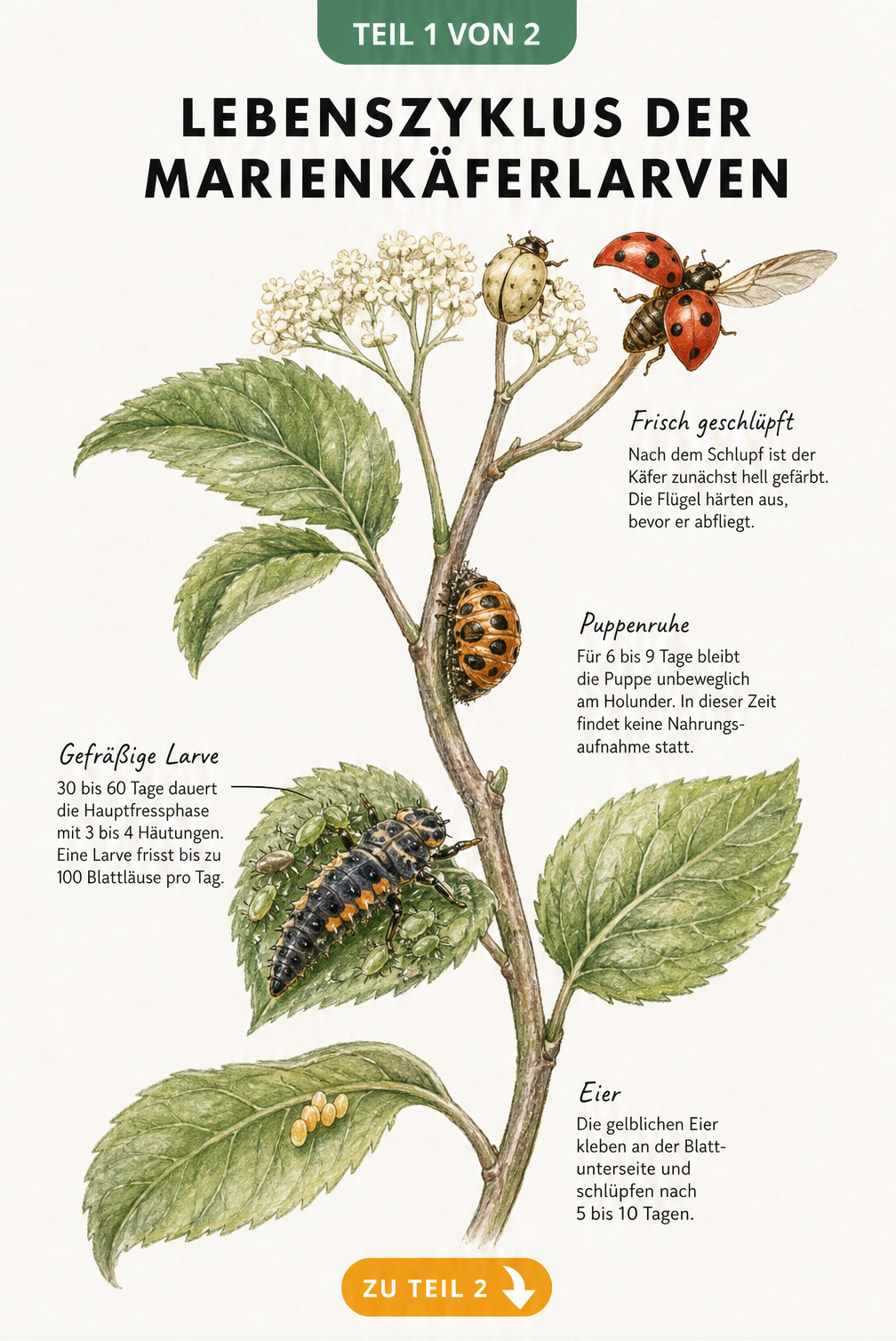 Botanische Illustration des Lebenszyklus von Marienkäferlarven auf einem Holunderzweig, von Eiern über Larve und Puppe bis zum fertigen Käfer.