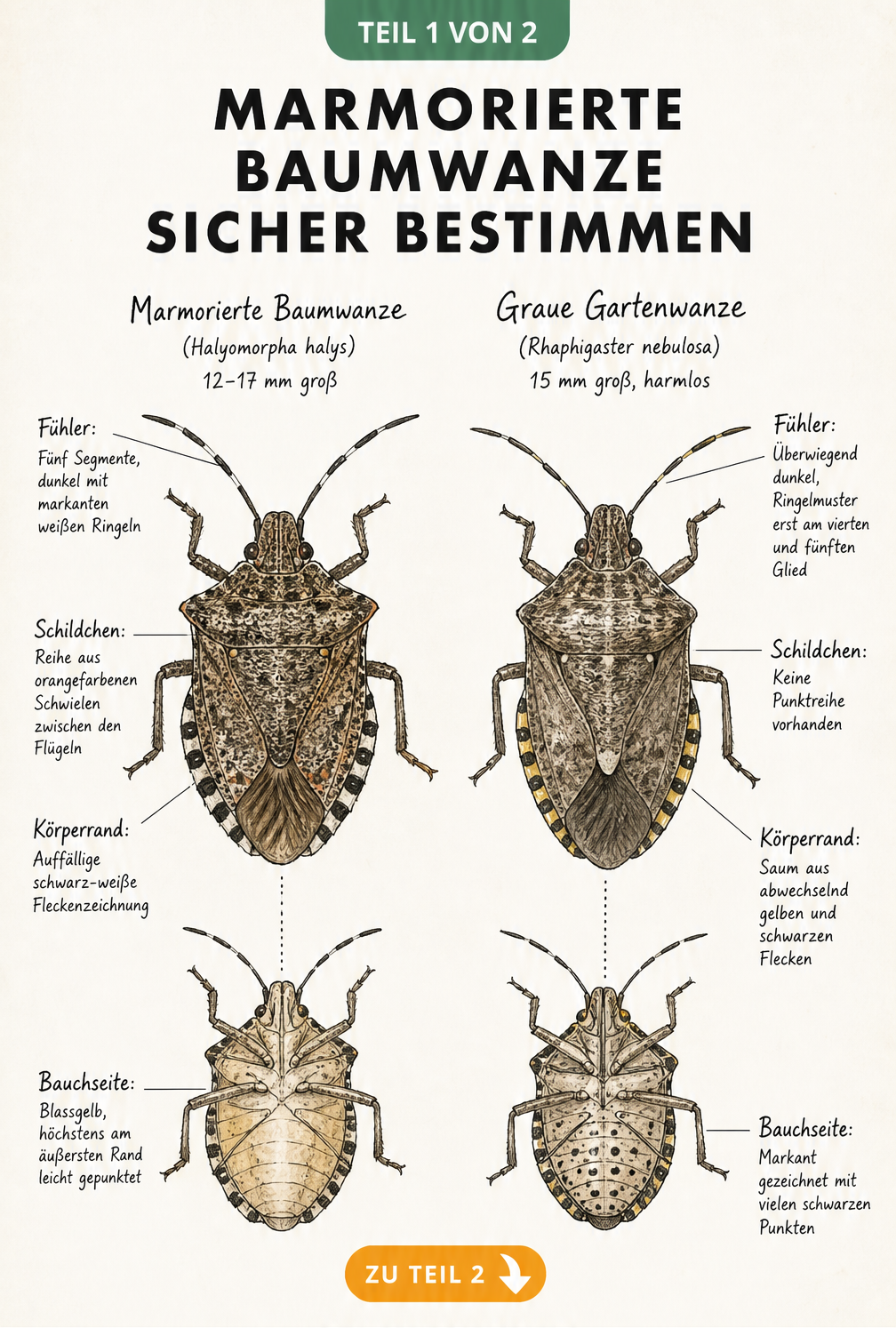 Illustration der Marmorierten Baumwanze und der Grauen Gartenwanze mit Unterscheidungsmerkmalen an Fühlern und Bauchseite