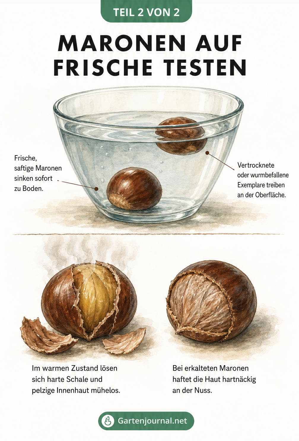 Illustration: Frischetest für Maronen im Wasserbad und der Effekt von Wärme beim Schälen der Innenhaut.
