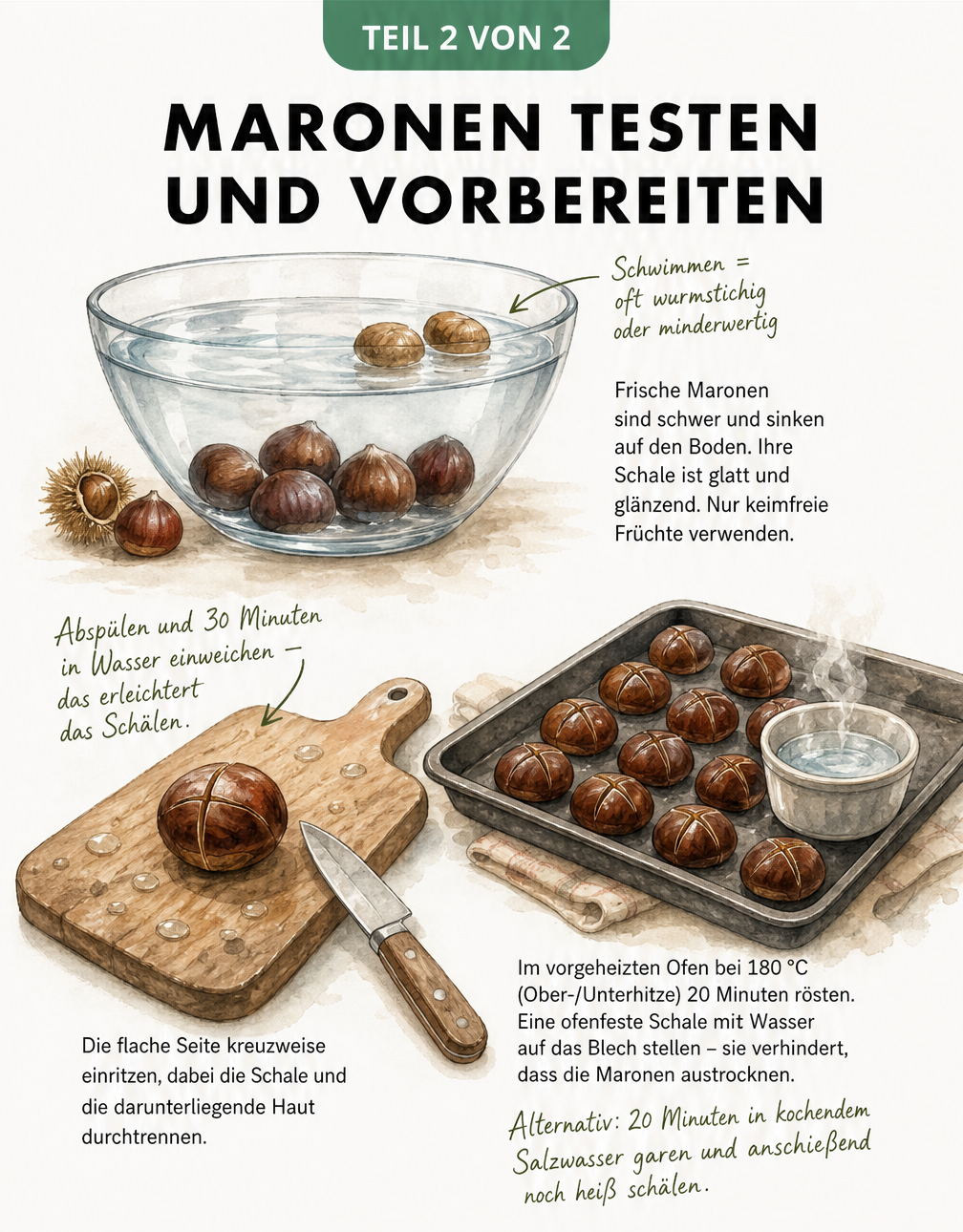 Illustration zum Schwimmtest für Maronen und der Vorbereitung durch Einritzen und Rösten im Ofen