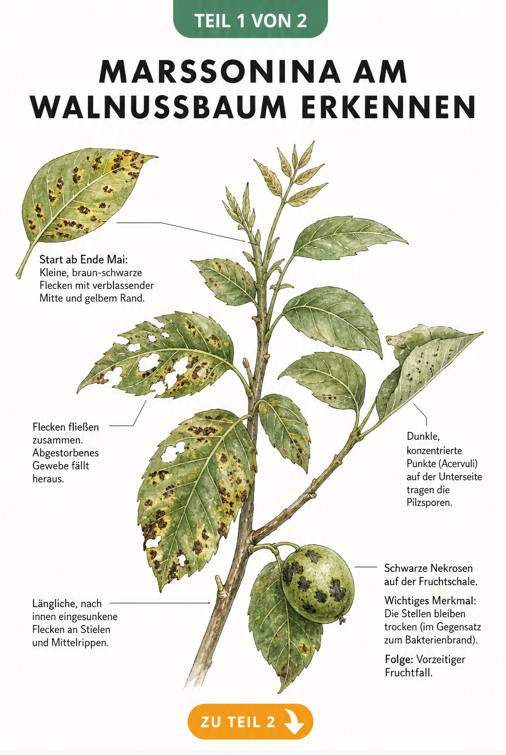 Botanische Illustration eines Walnusszweiges mit Symptomen der Marssonina-Krankheit an Blättern, Trieben und Früchten