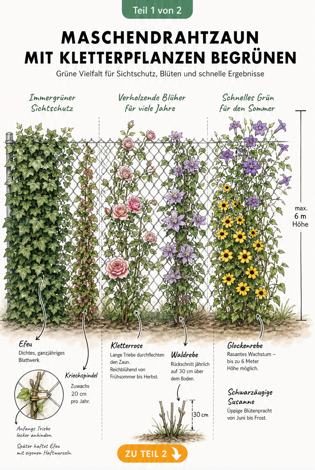 Illustration eines Maschendrahtzauns mit Efeu, Kletterrose und Glockenrebe als Sichtschutz