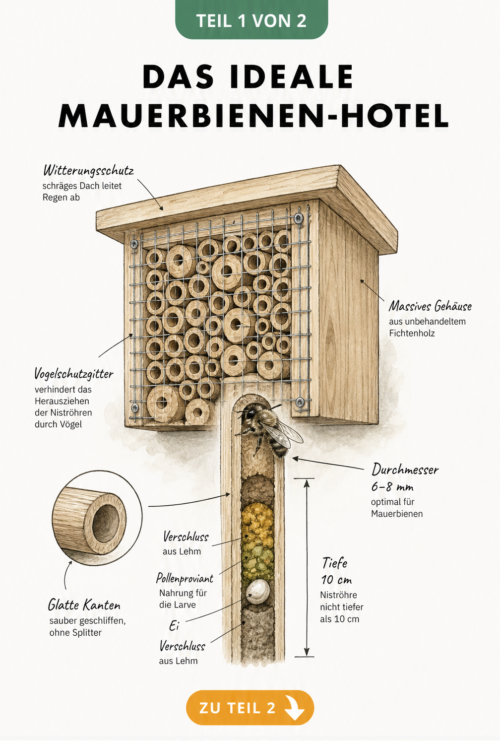 Querschnitt eines Nistblocks für Mauerbienen mit 10 cm tiefen Röhren und Vogelschutzgitter