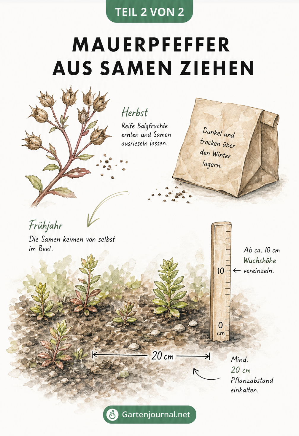 Illustration der Aussaat von Mauerpfeffer von der Frucht bis zur Jungpflanze